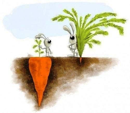 carrots_small_big