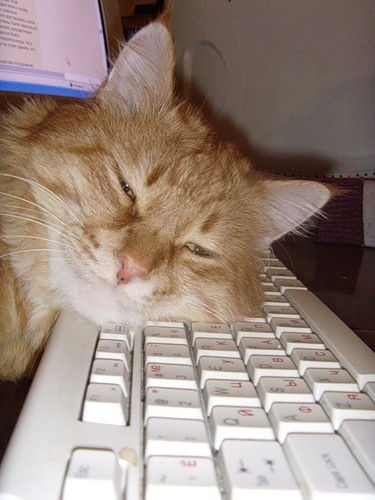 cat_working