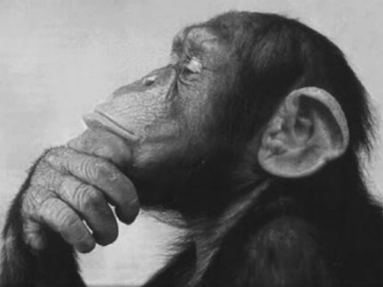 monkey_thinking